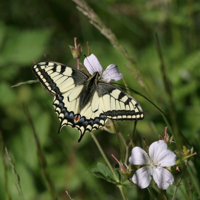 Swallowtail, Papilio machaon