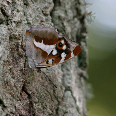 Purple Emperor, Apatura iris (Sälgskimmerfjäril)