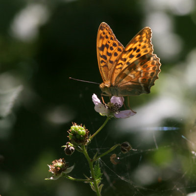 Silver-washed Fritillary, Argynnis paphia (Silverstreckad pärlemorfjäril)