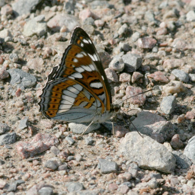 Poplar Admiral (Aspfjäril) Limenitis populi