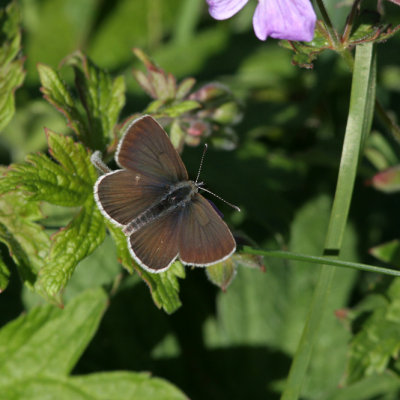 Geranium Argus, Eumedonia eumedon (Brun blvinge)