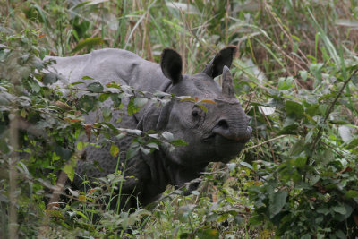Indian Rhinoceros, Rhinoceros unicornis