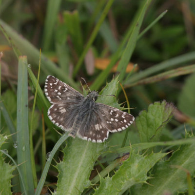 Obethur's Grizzled Skipper (Backvisslare) Pyrgus armoricanus