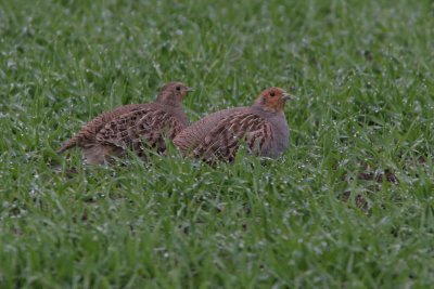 Grey Partridge, Perdix perdix (Rapphna)