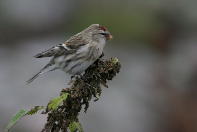 Common Redpoll, Carduelis flammea (Grsiska)