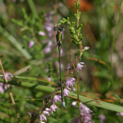 Lestes virens (Sydlig smaragdflickslnda)