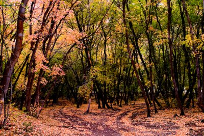 Two roads