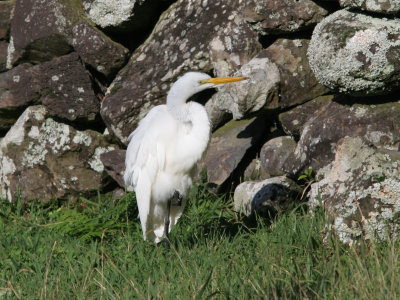Great Egret, Ägretthäger, Egretta alba egretta