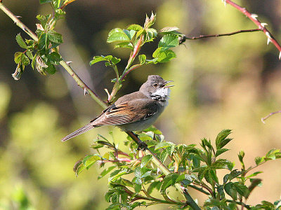 Whitethroat, Trnsngare, Sylvia communis