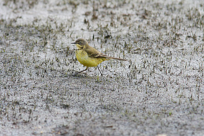 Yellow Wagtail, Gulrla, Motacilla flava