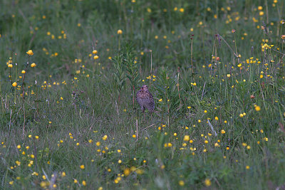 Great Snipe, Dubbelbeckasin, Gallinago media