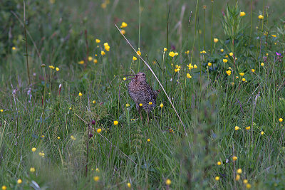 Great Snipe, Dubbelbeckasin, Gallinago media