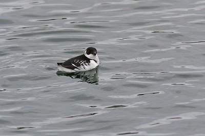 Little Auk, Alkekung, Alle alle