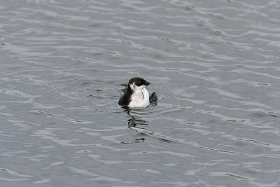 Little Auk, Alkekung, Alle alle