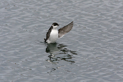 Little Auk, Alkekung, Alle alle