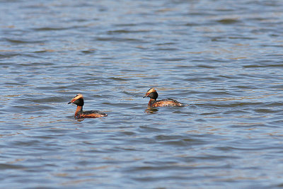 Horned Grebe, Svarthakedopping, Podiceps auritus