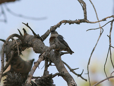 Krüper's Nuthatch, Krüpers nötväcka, Sitta krueperi