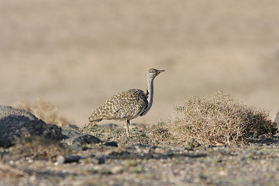 Houbara Bustard, Ökentrapp, Chlamydotis undulata