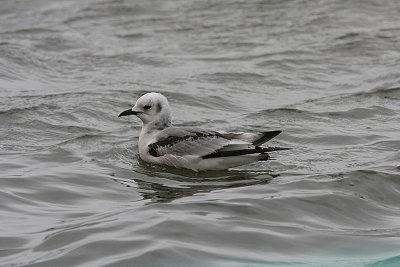 Kittiwake, Tretig ms, Rissa tridactyla