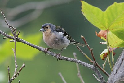 Common Chaffinch, Bofink, Fringilla coelebs maderensis