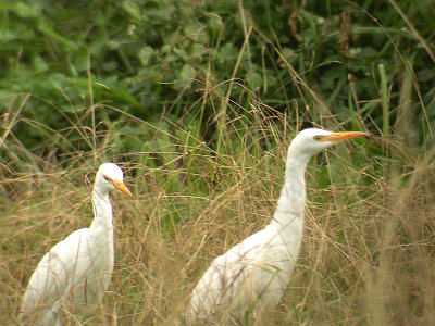 Cattle Egret, Kohäger, Bubulcus ibis