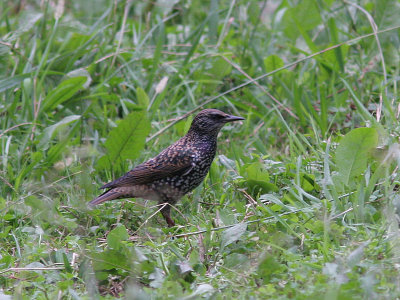 Starling, Stare, Sturnus vulgaris granti