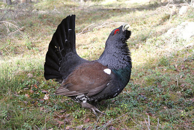 Capercaillie, Tjäder, Tetrao urogallus