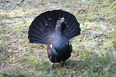Capercaillie, Tjäder, Tetrao urogallus