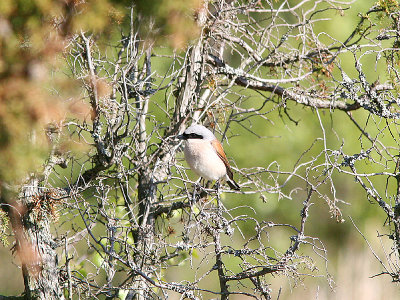 Red-backed Shrike, Trnskata, Lanius collurio