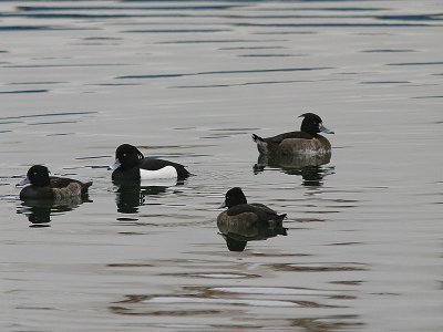 Tufted Duck, Vigg, Aythya fuligula