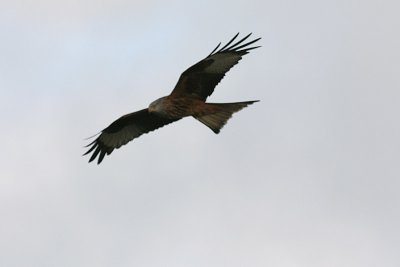 Red Kite, Rd glada, Milvus milvus