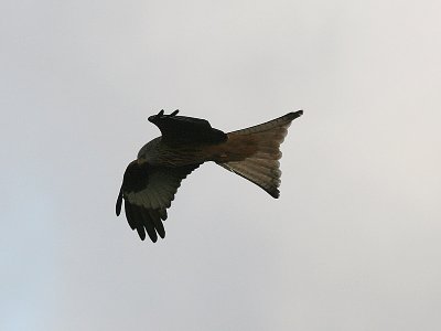 Red Kite, Röd glada, Milvus milvus