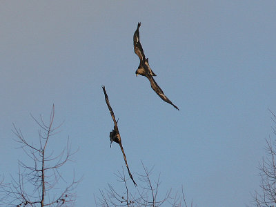 Golden Eagle, Kungsörn, Aquila chrysaetos