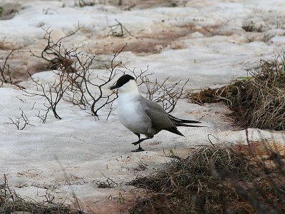 Long-tailed Skua, Fjllabb, Stercorarius longicaudus