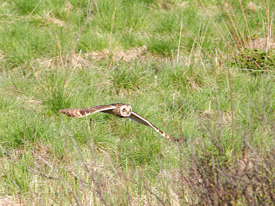 Short-eared Owl, Jorduggla, Asio flammeus