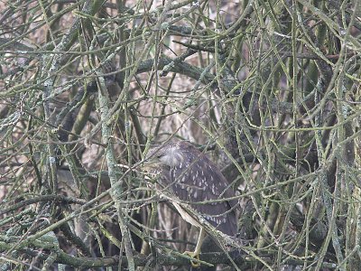 Night Heron, Natthäger, Nycticorax nycticorax