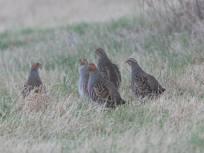 Partridge, Rapphöna, Perdix perdix
