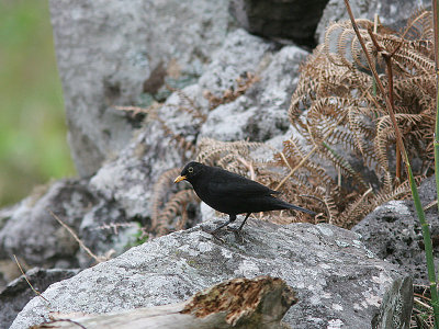 Blackbird, Koltrast, Male, Turdus merula azorensis