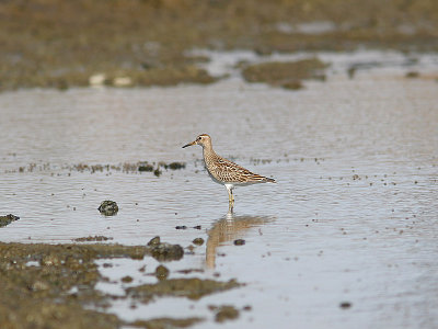 Pectoral Sandpiper, Tuvsnppa, Calidris melanotos