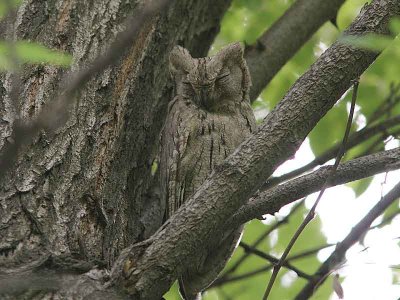 Striated Scops Owl, Blek dvrguv, Otus brucei