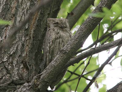 Striated Scops Owl, Blek dvrguv, Otus brucei