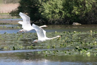 Kensington Park  2007