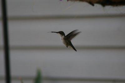 Hummingbirds