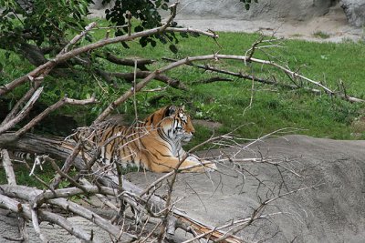 Det Zoo 20D 115001.jpg