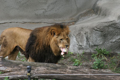 Det Zoo 20D 331001.jpg