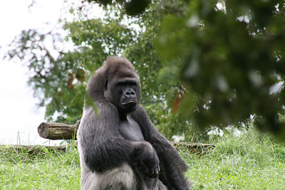 Det Zoo 20D 359001.jpg