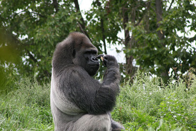 Det Zoo 20D 377001.jpg