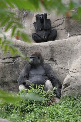 Det Zoo 20D 408001.jpg
