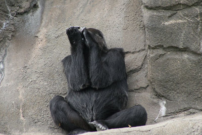 Det Zoo 20D 384001.jpg