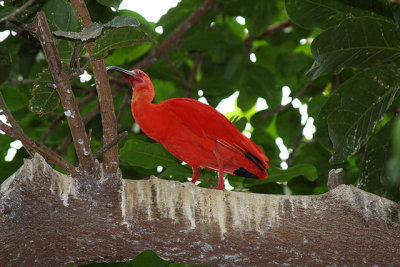 Detroit Zoo